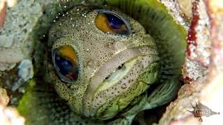 Giant Jawfish [upl. by Wesley80]