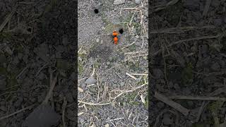 Warning Velvet ants are wasps with an extremely painful sting [upl. by Marie-Ann223]