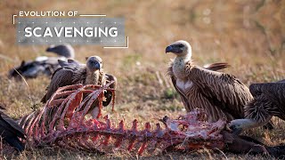 How Vultures Evolved to be Scavengers [upl. by Sofer]