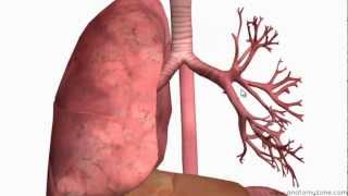 Respiratory System Introduction  Part 2 Bronchial Tree and Lungs  3D Anatomy Tutorial [upl. by Relyhcs176]