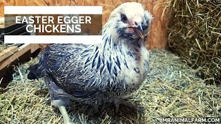 Easter Eggers Chickens [upl. by Gilchrist]