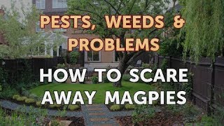 How to Scare Away Magpies [upl. by Hands]