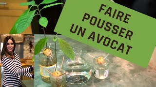 FAIRE POUSSER UN AVOCAT avocat [upl. by Aikkan]