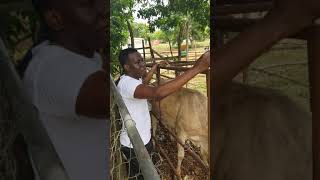 Deworming cattle [upl. by Jo]