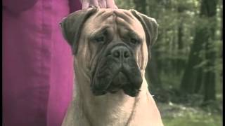 Bullmastiff  AKC Dog Breed Series [upl. by Aytak]