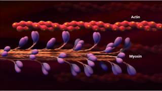 3 Muscle contraction detail Concept Cell Biology [upl. by Dyche]