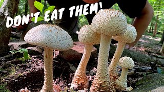 7 Common Poisonous Mushrooms You Should Know [upl. by Nennarb]