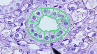 Epithelial Tissue Identification Video [upl. by Alberta]