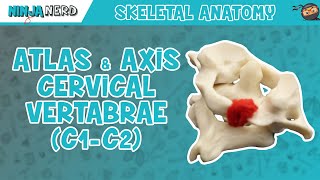 Atlas amp Axis Cervical Vertebrae C1C2 Anatomy [upl. by Retseh]