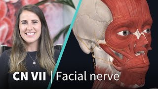 Anatomy Dissected Cranial Nerve VII facial nerve [upl. by Dnalon]