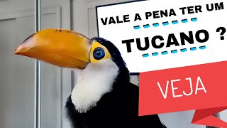 como é ter um tucano [upl. by Bueschel]