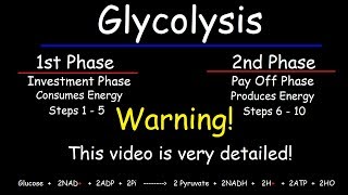 Glycolysis  Biochemistry [upl. by Nitsua]