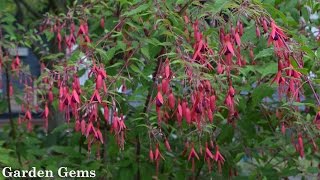 Hardy Fuchsia Fuchsia magellanica [upl. by Darlene]