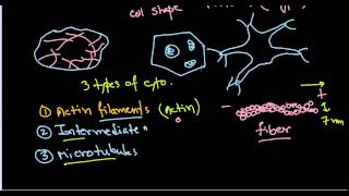 Cytoskeleton function [upl. by Silvano233]