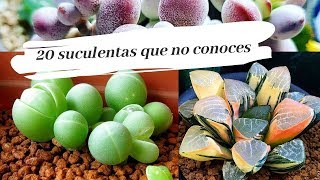 SUCULENTAS EXÓTICAS Y RARAS  TOP 20 DE LAS MAS HERMOSAS [upl. by Leihcar]