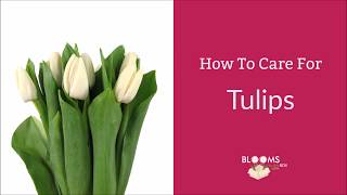 How To Care For Tulips [upl. by Gretal]