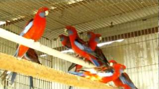 Parrot Facts  Crimson Rosella aviary [upl. by Akemej574]