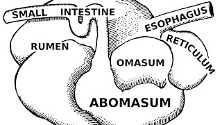 Digestive Systems of Livestock Anatomy [upl. by Sawyere]