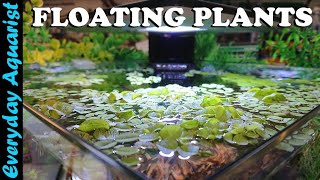 FLOATING PLANTS 6 Reasons You SHOULD ADD Them To Your Aquarium [upl. by Airitak]