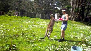 Man VS Kangaroo ROUND 2 [upl. by Mendez]