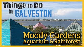 Moody Gardens  Guided Tour of Aquarium amp Rainforest  Things to Do in Galveston [upl. by Eldorado]