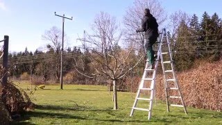 Apfelbaum richtig schneiden  Obstbaumschnitt  TUTORIAL  HD [upl. by Essilec241]