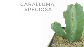 Caralluma speciosa [upl. by Nagoh887]