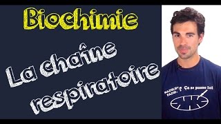 Cours de biochimie la chaîne respiratoire [upl. by Carly418]