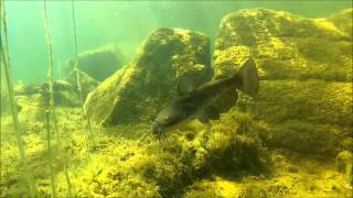 Brown bullhead catfish 01 Horned pout Ameiurus nebulosus Merrymeeting Lake NH [upl. by Ralyat]