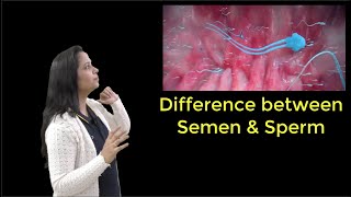 How Is SPERM Different From SEMEN [upl. by Aihtekal]