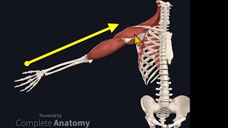 Osteopathy Treatment Techniques Treating the Shoulder [upl. by Dulla]