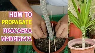 How To Propagate Dracaena Marginata [upl. by Melosa]