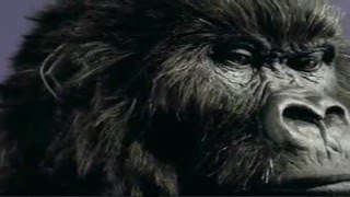 Cadbury Dairy Milk Gorilla Advert [upl. by Drofwarc735]