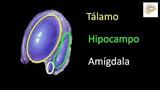 Neurociencia aplicada al Aprendizaje parte 1 a [upl. by Canale888]