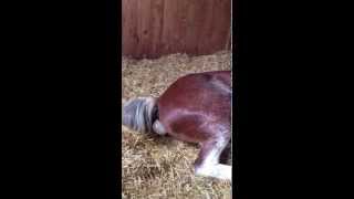 Horse Birth  STEP 1  The Beginning of Birth amp What to Expect [upl. by Retnuh420]