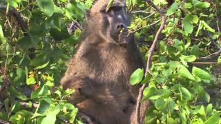 Sound of the African Bushveld Baboons  AFRICAN WILDLIFE [upl. by Libbey]