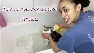 SO I TRIED TO WASH MY CATS [upl. by Riesman]