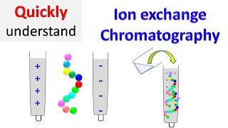 Ion exchange chromatography [upl. by Caffrey]