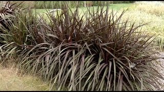 Prairie Yard amp Garden Grasses for the Landscape [upl. by Cavit93]