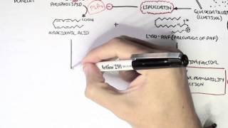 Part I  Aracidonic Acid Metabolites [upl. by Nnayd]