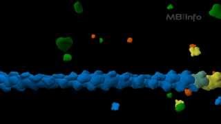 Actin filament assembly [upl. by Phelps436]