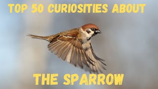 Top 50 Curiosities About the Sparrow [upl. by Eelytsirk]