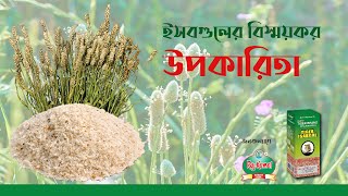 Health Benefits of Isabgol  Psyllium Husk [upl. by Flavio163]