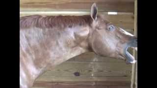 Horse Massage Withers Release Technique using the Masterson Method® [upl. by Remmos593]