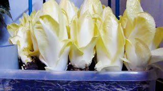 How to grow chicoryendive at home indoors 🌱 [upl. by Renee760]