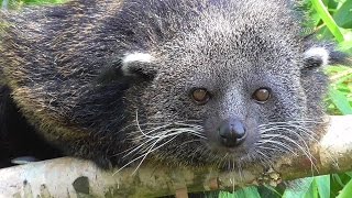 Rare Binturong Or Bearcat [upl. by Eillat]