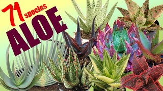 71 ALOE SPECIES  HERB STORIES [upl. by Fante494]