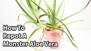 How To Repot And Divide Aloe Vera Plants  Repotting Tips [upl. by Ecadnak690]