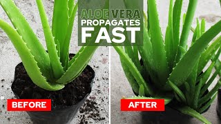 How To Propagate Aloe Vera Fast [upl. by Alfeus]