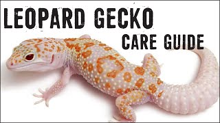 LEOPARD GECKOS Care Guide for Beginners [upl. by Fridell205]